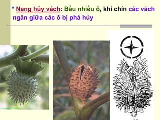 * Nang hủy vách: Bầu nhiều ô, khi chín các vách
ngăn giữa các ô bị phá hủy
 