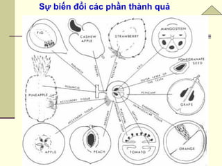 Sự biến đổi các phần thành quả
 