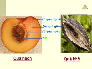 Vỏ quả trong
Hạt
Quả hạch
Vỏ quả giữa
Vỏ quả ngoài
Quả khô
 