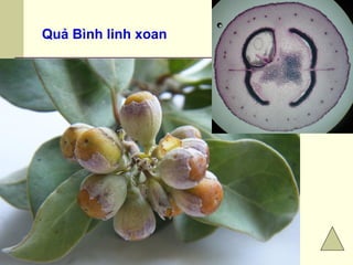 Quả Bình linh xoan
 