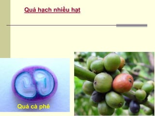 Quả hạch nhiều hạt
Quả cà phê
 