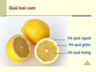 Quả loai cam
Vỏ quả ngoài
Vỏ quả giữa
Vỏ quả trong
 
