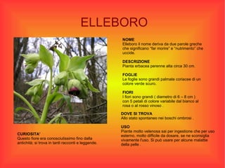 ELLEBORO NOME  Elleboro il nome deriva da due parole greche che significano “far morire” e “nutrimento” che uccide. DESCRIZIONE Pianta erbacea perenne alta circa 30 cm. FOGLIE Le foglie sono grandi palmate coriacee di un colore verde scuro. FIORI I fiori sono grandi ( diametro di 6 – 8 cm )‏ con 5 petali di colore variabile dal bianco al rosa o al rosso vinoso . DOVE SI TROVA Allo stato spontaneo nei boschi ombrosi . USO Piante molto velenosa sai per ingestione che per uso esterno, molto difficile da dosare, se ne sconsiglia vivamente l'uso. Si può usare per alcune malattie della pelle .  CURIOSITA' Questo fiore era conosciutissimo fino dalla antichità; si trova in tanti racconti e leggende. 