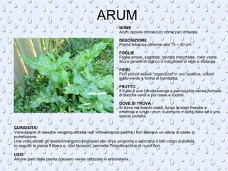 NOME Arum oppure conosciuto come pan di serpe. DESCRIZIONE Pianta erbacea perenne alta 15 – 40 cm. FOGLIE Foglie ampie, sagittate, talvolta macchiate, color verde scuro venate di bianco o macchiate di nero e violaceo. FIORI Fiori piccoli sessili, organizzati in uno spadice, colore giallo-verde a forma di trombetta. FRUTTO Il frutto è una infruttescenza a pannocchia densa formata di bacche verdi e poi rosse e lucenti. DOVE SI TROVA Si trova nei boschi umidi, lungo le siepi fresche e ombrose e lungo i muri; è comune in tutta Italia ed è una specie protetta. CURIOSITA’ Varie specie di mosche vengono attratte nell' infiorescenza perchè i fiori liberano un odore di carne in putrefazione. Una volta attratti gli insetti rimangono prigionieri per circa un giorno e sporcano il loro corpo di polline. In seguito la pianta li libera e, così facendo, permette l'impollinazione di nuovi fiori. USO: Alcune parti della pianta possono venire utilizzate in erboristeria. ARUM 