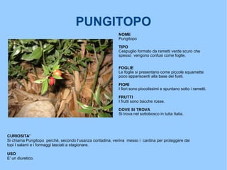 PUNGITOPO NOME  Pungitopo TIPO   Cespuglio formato da rametti verde scuro che spesso  vengono confusi come foglie. FOGLIE  Le foglie si presentano come piccole squamette poco appariscenti alla base dei fusti.  FIORI  I fiori sono piccolissimi e spuntano sotto i rametti. FRUTTI I frutti sono bacche rosse. DOVE SI TROVA Si trova nel sottobosco in tutta Italia. CURIOSITA' Si chiama Pungitopo  perché, secondo l’usanza contadina, veniva  messo i  cantina per proteggere dai topi I salami e i formaggi lasciati a stagionare. USO E' un diuretico. 