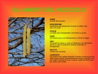 GLI AMENTI DEL NOCCIOLO NOME Amenti del nocciolo DESCRIZIONE Appartiene alla pianta del nocciolo un albero alto da 2 a 5 metri. FOGLIE La foglie sono bisighettate e terminano a punta . FIORI Gli amenti sono una infiorescenza a forma di spiga. USO  Gli amenti si usano in caso di influenza o di raffreddore anche in caso di obesità di amenti (sudorifero e dimagrante). FRUTTO Il frutto è la nocciola. CURIOSITA' Gli amenti sono spighe flessibili e portano molti piccoli fiori dello stesso sesso; generalmente gli amenti maschili sono  più lunghi e pendono verso il basso, quelli femminili sono più corti e sono eretti. 