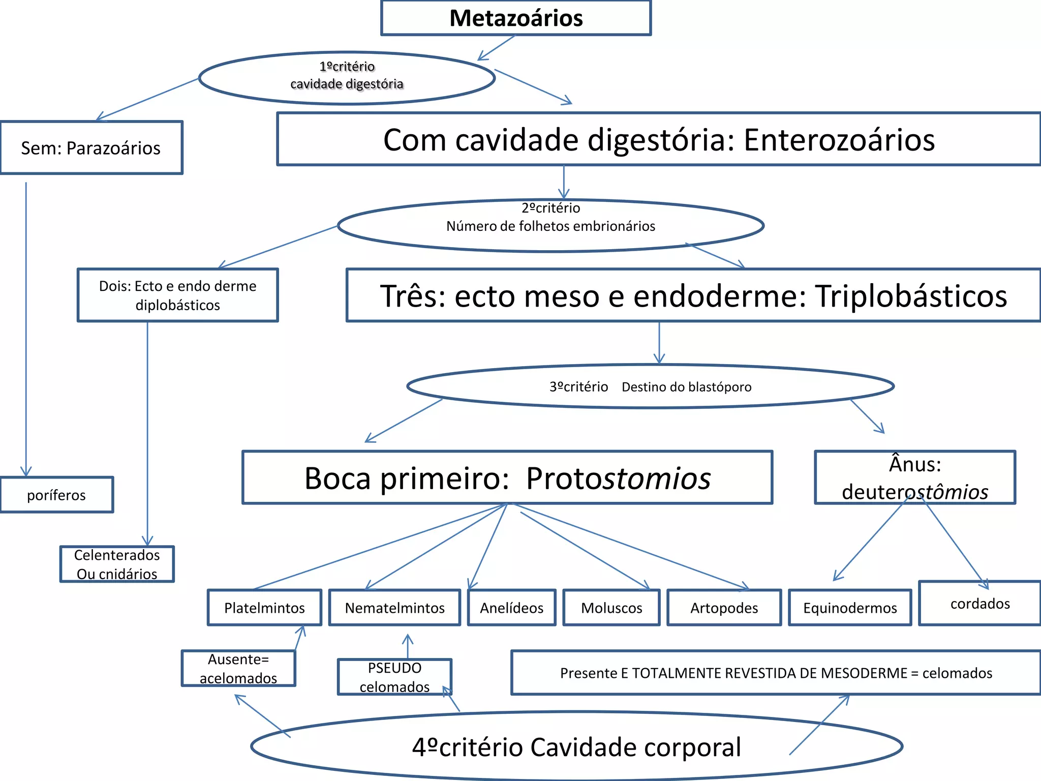 Metazoários
Sem: Parazoários
1ºcritério
cavidade digestória
Com cavidade digestória: Enterozoários
3ºcritério Destino do blastóporo
2ºcritério
Número de folhetos embrionários
4ºcritério Cavidade corporal
Dois: Ecto e endo derme
diplobásticos Três: ecto meso e endoderme: Triplobásticos
Boca primeiro: Protostomios
Ânus:
deuterostômios
poríferos
Celenterados
Ou cnidários
Nematelmintos Anelídeos Moluscos Artopodes cordados
Platelmintos Equinodermos
Ausente=
acelomados Presente E TOTALMENTE REVESTIDA DE MESODERME = celomados
PSEUDO
celomados