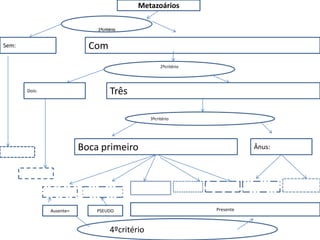 Metazoários
Sem:
1ºcritério
Com
3ºcritério
2ºcritério
4ºcritério
Dois: Três
Boca primeiro Ânus:
Ausente= Presente
PSEUDO