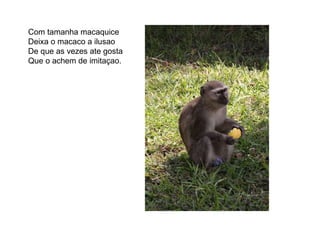 Com tamanha macaquice Deixa o macaco a ilusao  De que as vezes ate gosta Que o achem de imitaçao. 