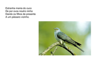 Estranha mania do cuco  De por ovos noutro ninho  Dando os filhos de presente  A um pássaro vizinho.  