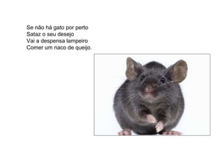Se não há gato por perto Sataz o seu desejo Vai a despensa lampeiro Comer um naco de queijo.  