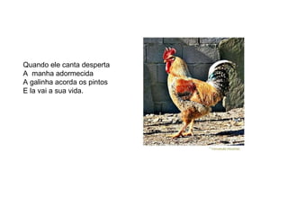 Quando ele canta desperta A  manha adormecida  A galinha acorda os pintos  E la vai a sua vida. 