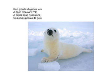 Que grandes bigodes tem A dona foca com zelo  A beber agua fresquinha Com duas pedras de gelo 