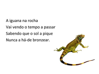 A iguana na rocha Vai vendo o tempo a passar Sabendo que o sol a pique Nunca a há-de bronzear. 