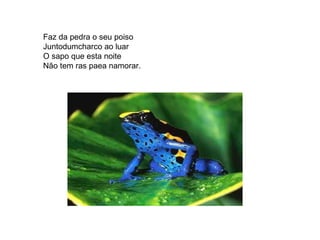 Faz da pedra o seu poiso Juntodumcharco ao luar O sapo que esta noite Não tem ras paea namorar. 