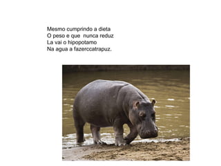 Mesmo cumprindo a dieta O peso e que  nunca reduz  La vai o hipopotamo Na agua a fazerccatrapuz. 