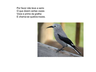 Por favor não leve a serio O que dizem certas vozes Voce e primo da gralha E chama-se quebra-nozes. 