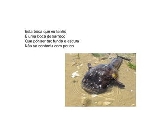 Esta boca que eu tenho E uma boca de xarroco Que por ser tao funda e escura Não se contenta com pouco 