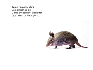 Tem a carapaça dura  Este simpatico tatu Como um pequeno gladiador Que podemos tratar por tu.  