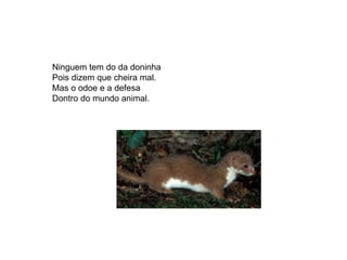 Ninguem tem do da doninha Pois dizem que cheira mal.  Mas o odoe e a defesa Dontro do mundo animal.  