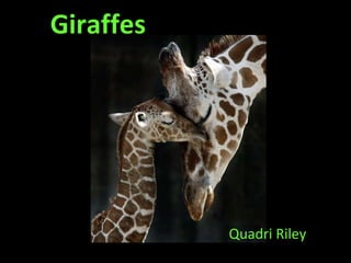 Giraffes Quadri Riley 