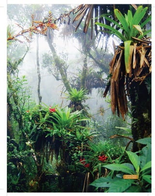 83Entendendo a Mineração no Quadrilátero Ferrífero
Understanding Mining around the Quadrilatero Ferrifero
Mata Atlantica
Atlantic Forest
 