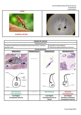 Universidade Federal doRiode Janeiro
Biomedicina
LudmilaAlem
Parasitologia/2015
DOENÇA DE CHAGAS
Trypanosoma cruzi
HospedeiroDefinitivo (reservatórionatural doparasita):roedores,
gambás,tatus
HospedeiroIntermediário:
Tripanossomatídeo(Barbeiro) e Homem.
Formas Evolutivas
AMASTIGOTA PROMASTIGOTA
-------------
EPIMASTIGOTA TRIPOMASTIGOTA
Não Infectante
Fase Intracelular
----------- Não Infectante Infectante
Fase Extracelular
Sem flagelo
Cinetoplasto Anterior
Com flagelo
Cinetoplasto junto ao
núcleo
Com flagelo
Membrana ondulante
Cinetoplasto Posterior
VETOR
Anopheles darlingi
ninho
 