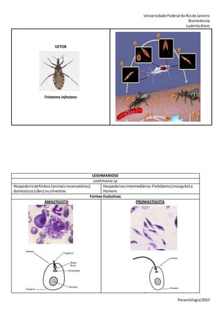 Universidade Federal doRiode Janeiro
Biomedicina
LudmilaAlem
Parasitologia/2015
VETOR
Triatoma infestans
LEISHMANIOSE
Leishmania sp
Hospedeirodefinitivo(animais reservatórios):
domésticos(cães) ousilvestres
Hospedeirosintermediários:Flebótomo(mosquito) e
Homem
Formas Evolutivas
AMASTIGOTA PROMASTIGOTA
 