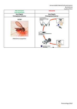 Universidade Federal doRiode Janeiro
Biomedicina
LudmilaAlem
Parasitologia/2015
Não Infectante
Fase Intracelular
Infectante
Sem flagelo
Cinetoplasto Anterior
Com flagelo
Cinetoplasto Anterior
VETOR
Plebotomus pappatasi
 