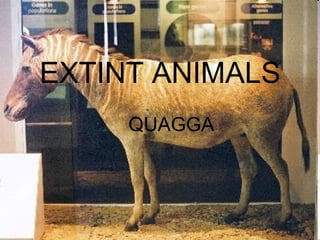 EXTINT ANIMALS
QUAGGA
 
