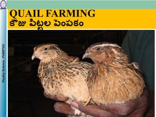 PoultryScience,PVNRTVU
QUAIL FARMING
కౌజు పిట్టల పెంపకెం
 