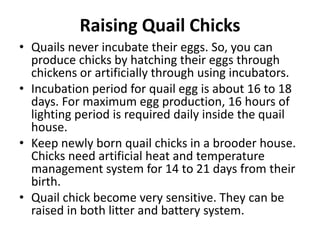 Image showcasing quail.pptx