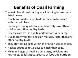 Photo inspiration: Visual Reference: Quail Pptx