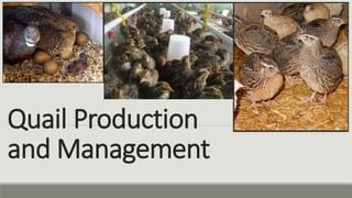 Quail Production
and Management
 