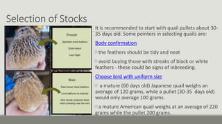 Selection of Stocks
It is recommended to start with quail pullets about 30-
35 days old. Some pointers in selecting quails are:
Body confirmation
the feathers should be tidy and neat
avoid buying those with streaks of black or white
feathers - these could be signs of inbreeding.
Choose bird with uniform size
 a mature (60 days old) Japanese quail weighs an
average of 120 grams, while a pullet (30-35 days old)
would only average 100 grams.
a mature American quail weighs at an average of 220
grams while the pullet 200 grams.
 