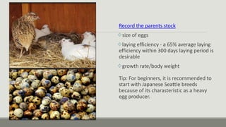 Record the parents stock
size of eggs
laying efficiency - a 65% average laying
efficiency within 300 days laying period is
desirable
growth rate/body weight
Tip: For beginners, it is recommended to
start with Japanese Seattle breeds
because of its charasteristic as a heavy
egg producer.
 