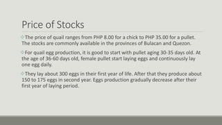 Price of Stocks
The price of quail ranges from PHP 8.00 for a chick to PHP 35.00 for a pullet.
The stocks are commonly available in the provinces of Bulacan and Quezon.
For quail egg production, it is good to start with pullet aging 30-35 days old. At
the age of 36-60 days old, female pullet start laying eggs and continuously lay
one egg daily.
They lay about 300 eggs in their first year of life. After that they produce about
150 to 175 eggs in second year. Eggs production gradually decrease after their
first year of laying period.
 