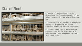 Size of Flock
The size of the initial stock totally
depends on the financial capacity of the
raiser. However, it is not advisable to start
big.
Quails are easy to raise but as a beginner
you shoud first get the necessary
experience before going into large scale.
Quails multiply rapidly and therefore
expansion will not be a problem. For
business purposes, a beginner can start
with 1,000 pullets.
 
