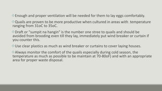 Enough and proper ventilation will be needed for them to lay eggs comfortably.
Quails are proven to be more productive when cultured in areas with temperature
ranging from 31oC to 35oC.
Draft or "sumpit na hangin" is the number one stree to quails and should be
avoided from brooding even till they lay, immediately put wind breaker or curtain if
you counter this.
Use clear plastics as much as wind breaker or curtains to cover laying houses.
Always monitor the comfort of the quails especially during cold season, the
temperature as much as possible to be maintain at 70-80oF) and with an appropriate
area for proper waste disposal.
 