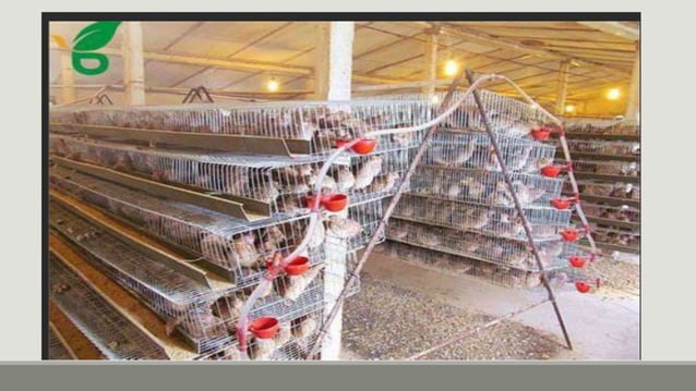Picture of Quail-Production-and-Management-extension.pptx