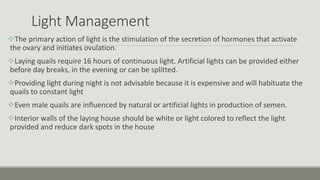 Light Management
The primary action of light is the stimulation of the secretion of hormones that activate
the ovary and initiates ovulation.
Laying quails require 16 hours of continuous light. Artificial lights can be provided either
before day breaks, in the evening or can be splitted.
Providing light during night is not advisable because it is expensive and will habituate the
quails to constant light
Even male quails are influenced by natural or artificial lights in production of semen.
Interior walls of the laying house should be white or light colored to reflect the light
provided and reduce dark spots in the house
 