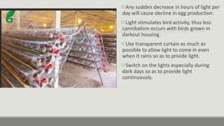 Any sudden decrease in hours of light per
day will cause decline in egg production.
Light stimulates bird activity, thus less
cannibalism occurs with birds grown in
darkout housing.
Use transparent curtain as much as
possible to allow light to come in even
when it rains so as to privide light.
Switch on the lights especially during
dark days so as to provide light
continuously.
 