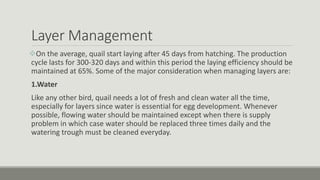 Layer Management
On the average, quail start laying after 45 days from hatching. The production
cycle lasts for 300-320 days and within this period the laying efficiency should be
maintained at 65%. Some of the major consideration when managing layers are:
1.Water
Like any other bird, quail needs a lot of fresh and clean water all the time,
especially for layers since water is essential for egg development. Whenever
possible, flowing water should be maintained except when there is supply
problem in which case water should be replaced three times daily and the
watering trough must be cleaned everyday.
 