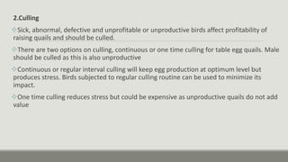 2.Culling
Sick, abnormal, defective and unprofitable or unproductive birds affect profitability of
raising quails and should be culled.
There are two options on culling, continuous or one time culling for table egg quails. Male
should be culled as this is also unproductive
Continuous or regular interval culling will keep egg production at optimum level but
produces stress. Birds subjected to regular culling routine can be used to minimize its
impact.
One time culling reduces stress but could be expensive as unproductive quails do not add
value
 