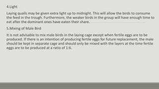 4.Light
Laying quails may be given extra light up to midnight. This will allow the birds to consume
the feed in the trough. Furthermore, the weaker birds in the group will have enough time to
eat after the dominant ones have eaten their share.
5.Mixing of Male Bird
It is not advisable to mix male birds in the laying cage except when fertile eggs are to be
produced. If there is an intention of producing fertile eggs for future replacement, the male
should be kept in separate cage and should only be mixed with the layers at the time fertile
eggs are to be produced at a ratio of 1:6.
 