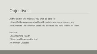 Objectives:
At the end of this module, you shall be able to:
1.identify the recommended health maintenance procedures, and
2.enumerate the common pests and diseases and how to control them.
Lessons:
1.Maintaining Health
2.Pests and Diseases Control
3.Common Diseases
 