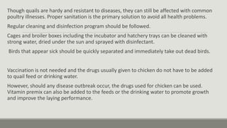 Though quails are hardy and resistant to diseases, they can still be affected with common
poultry illnesses. Proper sanitation is the primary solution to avoid all health problems.
Regular cleaning and disinfection program should be followed.
Cages and broiler boxes including the incubator and hatchery trays can be cleaned with
strong water, dried under the sun and sprayed with disinfectant.
Birds that appear sick should be quickly separated and immediately take out dead birds.
Vaccination is not needed and the drugs usually given to chicken do not have to be added
to quail feed or drinking water.
However, should any disease outbreak occur, the drugs used for chicken can be used.
Vitamin premix can also be added to the feeds or the drinking water to promote growth
and improve the laying performance.
 