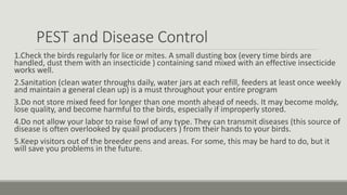 PEST and Disease Control
1.Check the birds regularly for lice or mites. A small dusting box (every time birds are
handled, dust them with an insecticide ) containing sand mixed with an effective insecticide
works well.
2.Sanitation (clean water throughs daily, water jars at each refill, feeders at least once weekly
and maintain a general clean up) is a must throughout your entire program
3.Do not store mixed feed for longer than one month ahead of needs. It may become moldy,
lose quality, and become harmful to the birds, especially if improperly stored.
4.Do not allow your labor to raise fowl of any type. They can transmit diseases (this source of
disease is often overlooked by quail producers ) from their hands to your birds.
5.Keep visitors out of the breeder pens and areas. For some, this may be hard to do, but it
will save you problems in the future.
 
