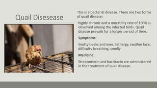 Quail Disesease
This is a bacterial disease. There are two forms
of quail disease:
highly chronic and a moratility rate of 100% is
observed among the infected birds. Quail
disease prevails for a longer period of time.
Symptoms:
Snotty beaks and eyes, lethargy, swollen face,
difficulty breathing, smelly
Medicine:
Streptomycin and bacitracin are administered
in the treatment of quail disease.
 