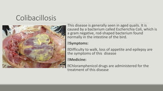 Colibacillosis
This disease is generally seen in aged quails. It is
caused by a bacterium called Escherichia Coli, which is
a gram negative, rod-shaped bacterium found
normally in the intestine of the bird.
Symptoms:
Difficulty to walk, loss of appetite and epilepsy are
the symptoms of this disease
Medicine:
Chloramphenicol drugs are administered for the
treatment of this disease
 